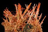 Bright Orange Crocoite Crystals - Tasmania #64363-1